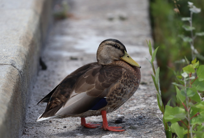 �����, ������