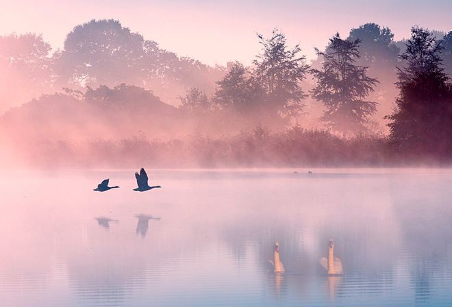 озеро, лебеди, туман, утро