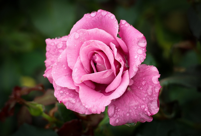 �������� Christine S., ����