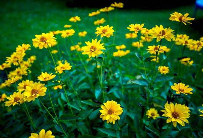 �������, ������