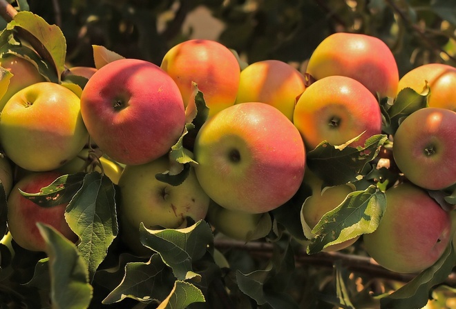 ������, �����