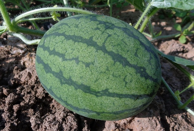 �����, ����