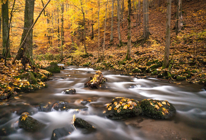 природа, лес, река, осень