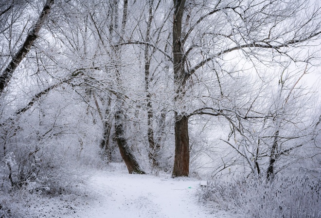 деревья, иней, снег