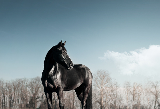 Black, horse