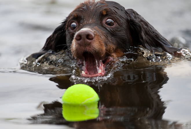 вода, собака, мячик