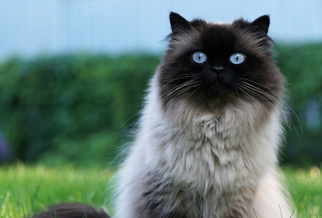 кот, голубые глаза, сеамский, пушистый, шерсть