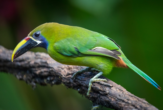 , , emerald toucanet, 