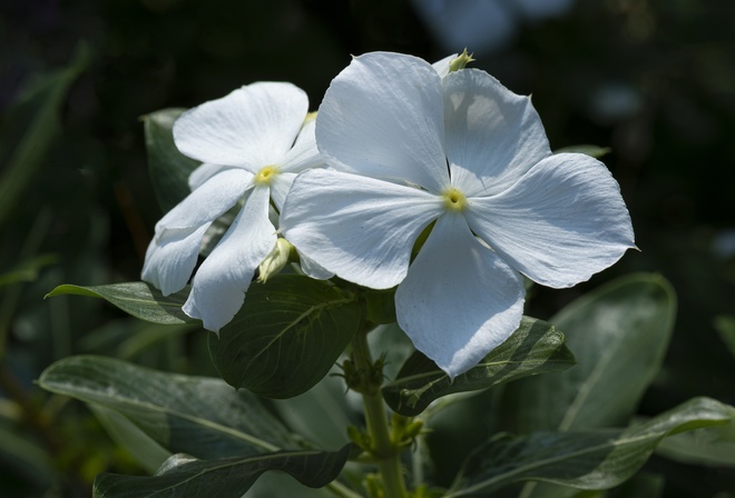  , Catharanthus, ,  