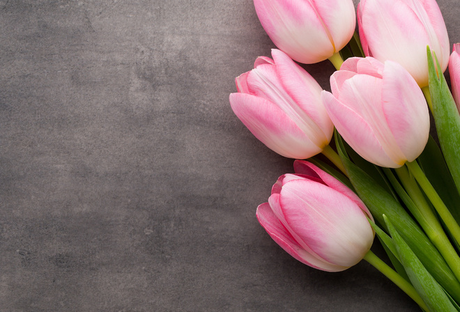 bundle, of, pink, tulip, flowers, bouquet, tulips, pink, fresh, beautiful, HD, wallpaper
