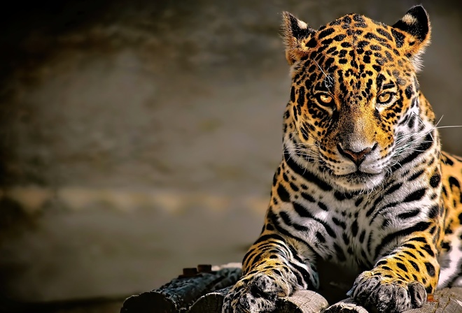 Leopard, Animal, Forest