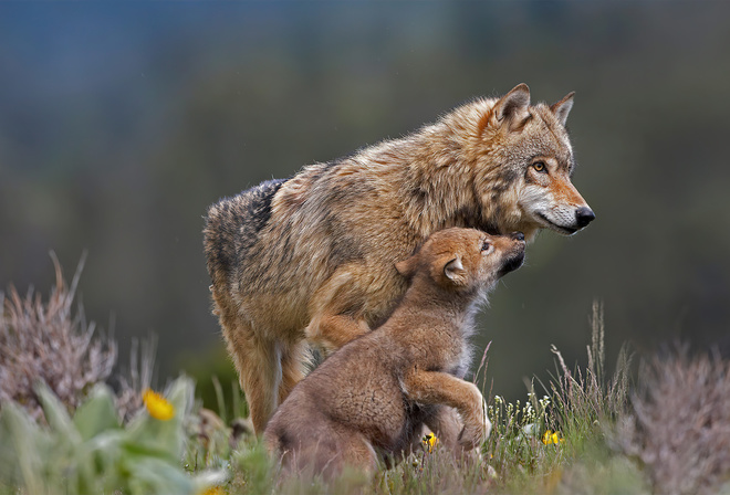 Wolf, Animal, Mountain