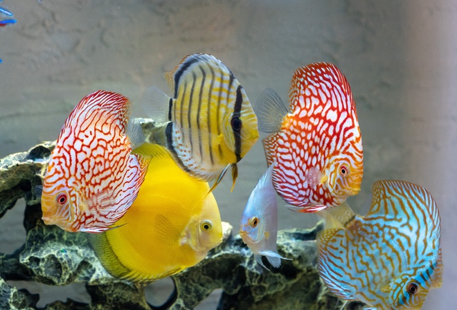 рыбки, дискус, аквариум