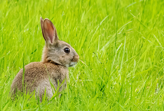 крольчонок, трава
