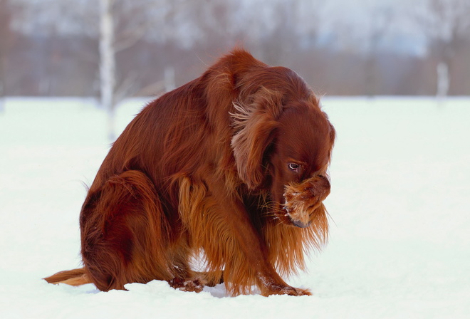 ����, ����, ������