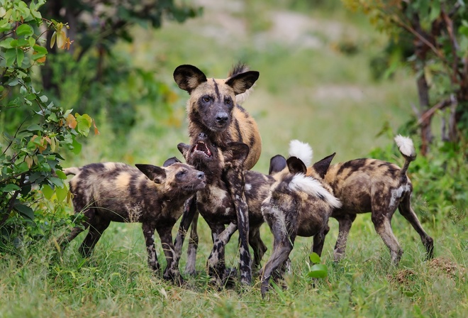 ������, �����