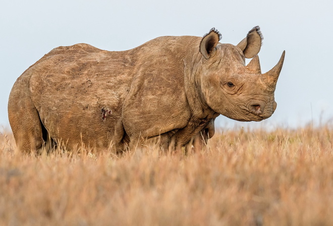 ������, �������