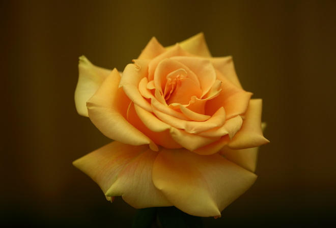 желтая, роза, боке, Shawn Yang