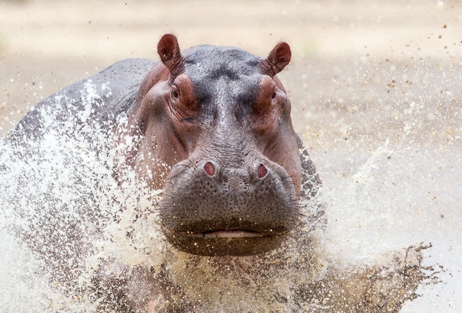 ������, ����, ������, �������