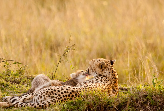 ������, �������