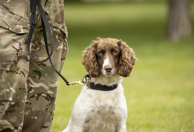 Royal Army Veterinary Corps, Military Working Dog, British Army,  ,  