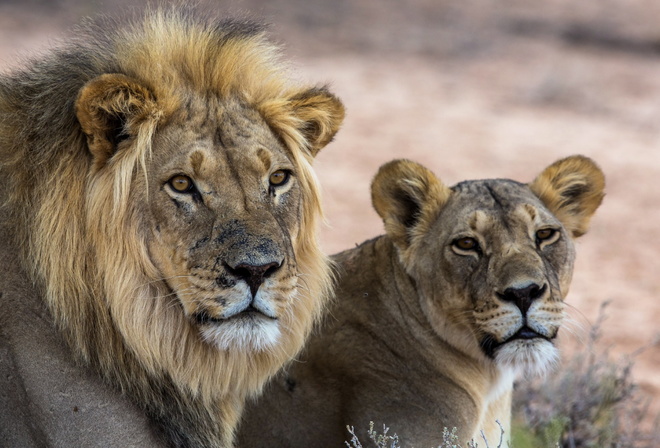 ������, ����