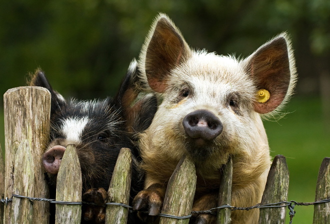 �����, ������