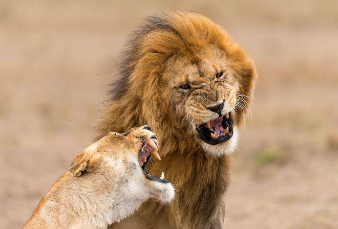 ������, ����