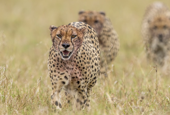 ������, �������