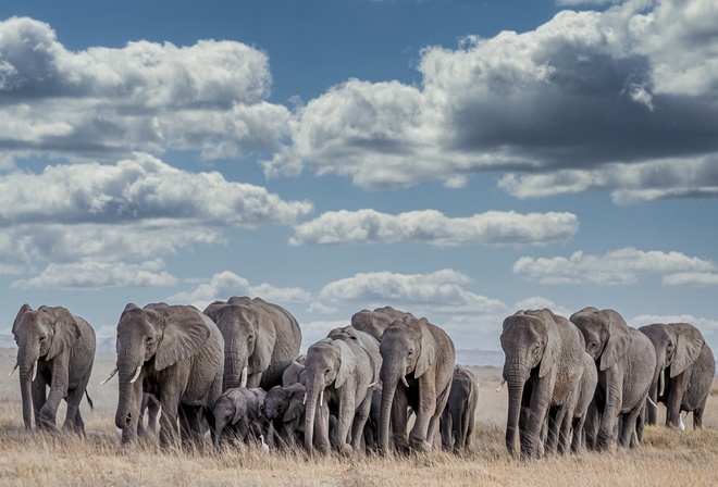 ������, �����