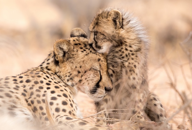 ������, �������