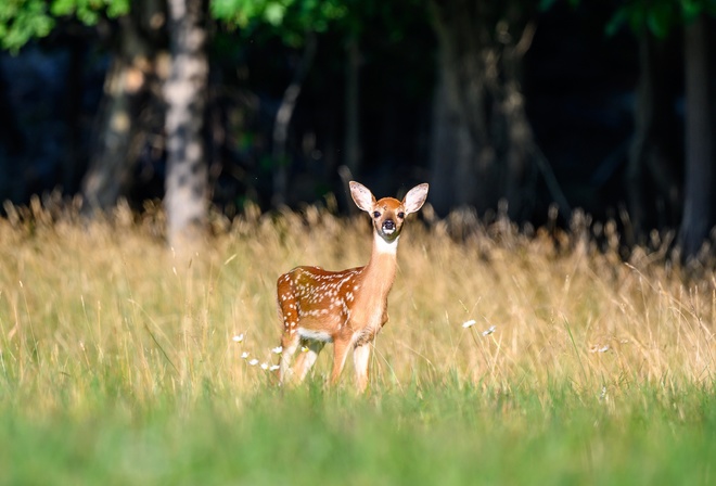 ���, ������, �����