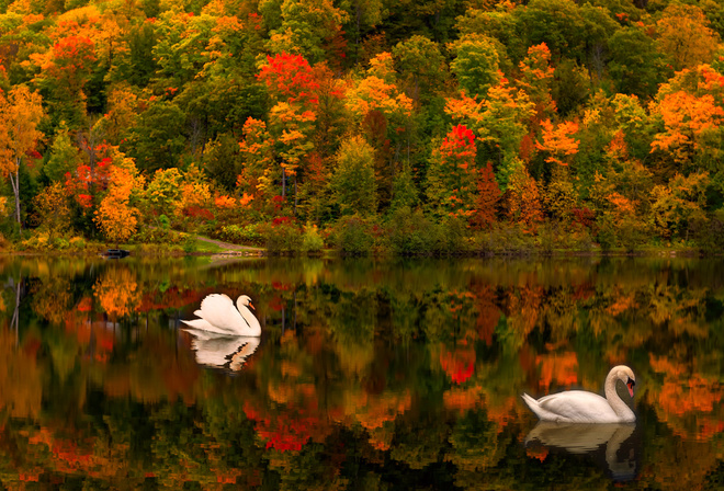 лебеди, пара, озеро, осень, пейзаж