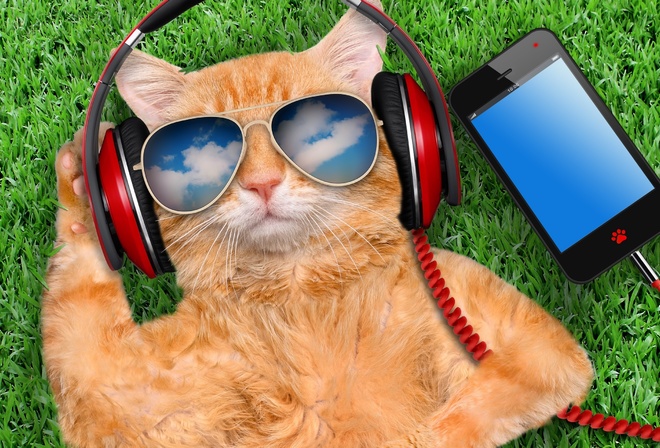 grass, cat, glasses, smart phone, creative