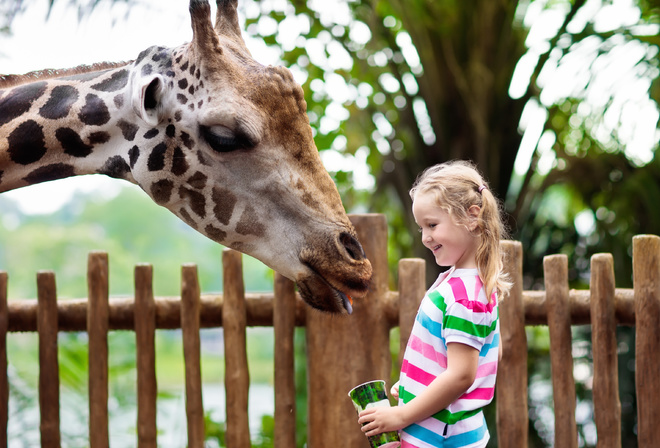 Safari Park, giraffes, fascinating animals