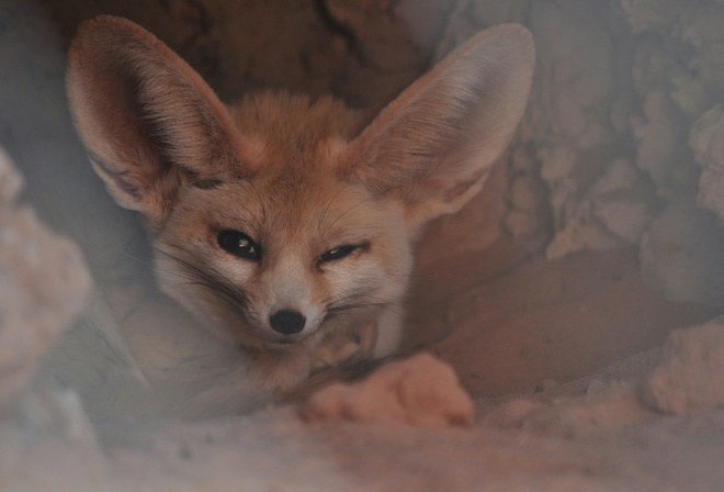 Fennec Fox, Western Sahara, small crepuscular fox