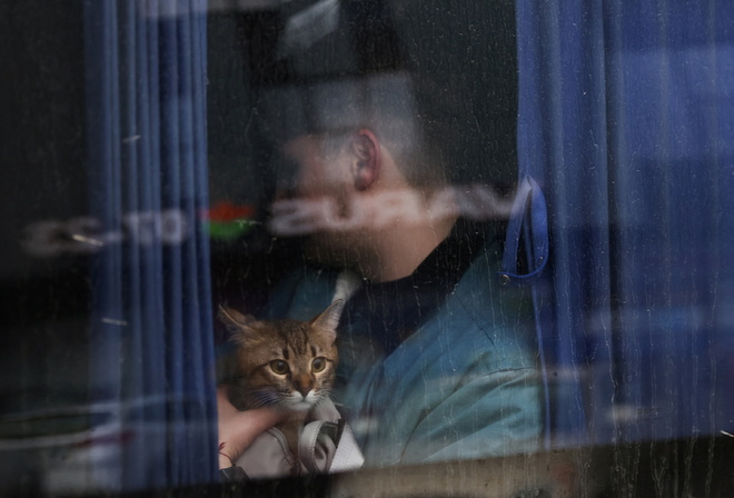 Ukraine, cat, Kyiv, 2022, bus window