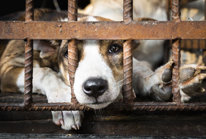 dog, cage, freedom