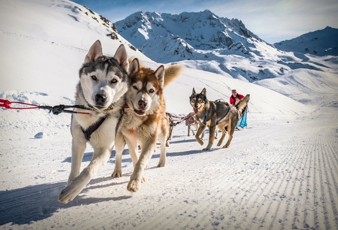 sled dogs, Val Thorens, France, Alps, ski resort