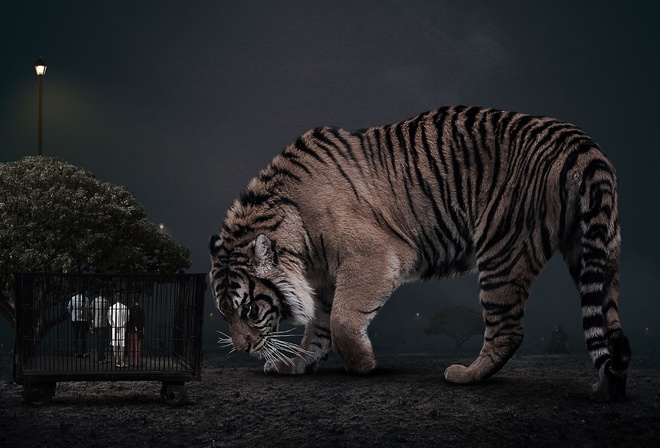 Big Cat, Dubai Safari Park, United Arab Emirates, animals, Bengal tiger