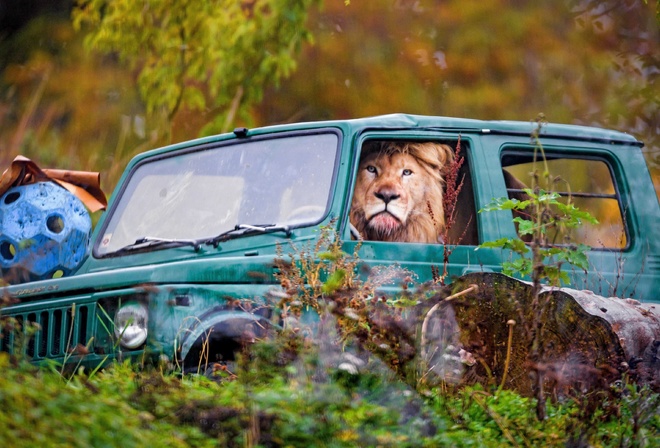 jeep, lion in a car, Switzerland, Zumba, safari park, Siky Park