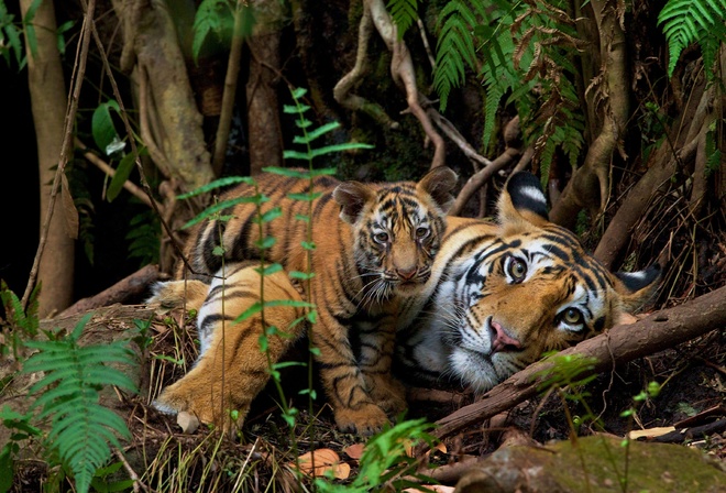 endangered animals, Nepal, wild bengal tigers