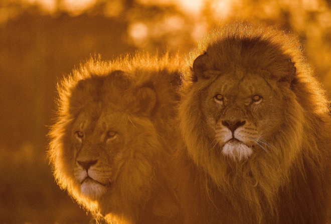 африка, львы