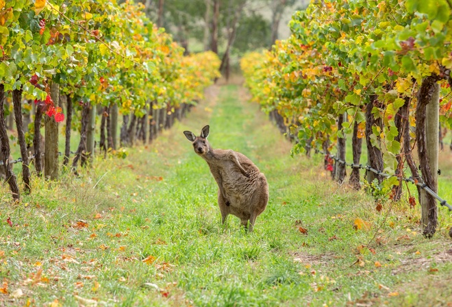 kangaroo, Barossa Valley, wildlife amongst the vines, Australia