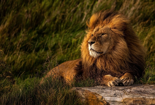 lion, Yorkshire Wildlife Park, zoo, animal welfare