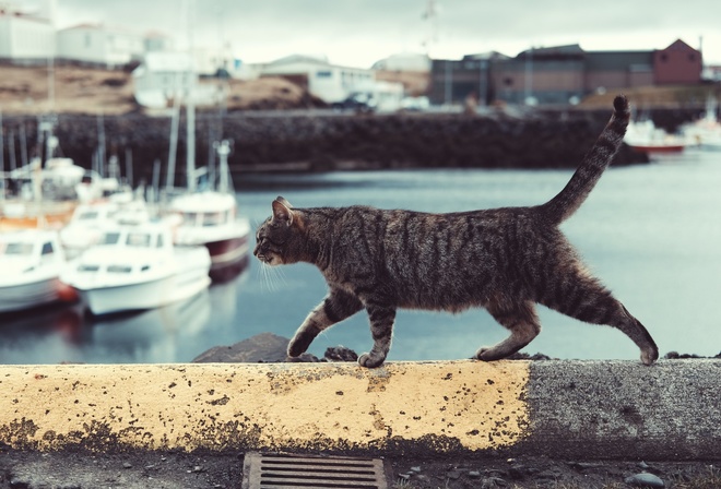 animal, King of the bay, cats