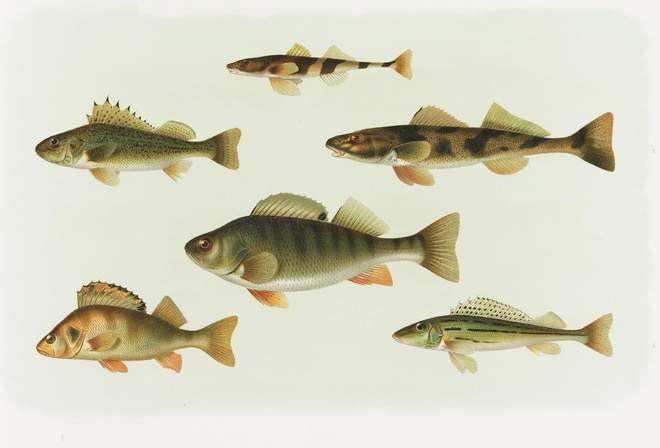 Central European freshwater fish, Gold Perch, Lithography