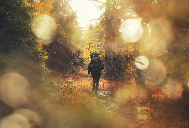 Finland, Autumn, forest, Lapland, hiking, nature