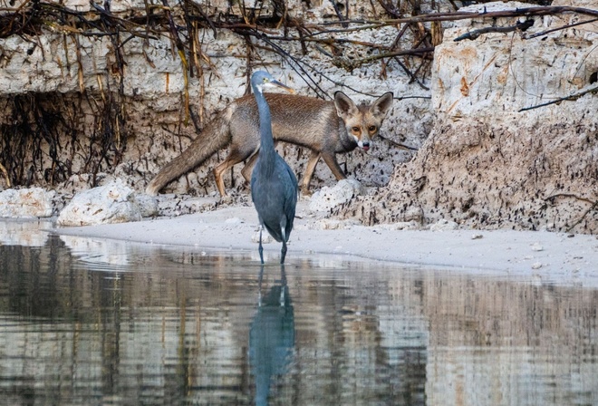 Mangrove National Park, heron, nature, Abu Dhabi, mangrove forests