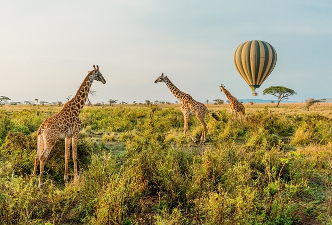 Balloon Safari, Serengeti National Park, Tanzania, hot air balloon